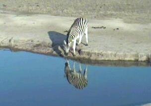 ZebraReflection2.jpg