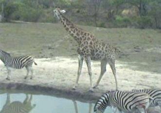 GiraffeAndZebras.jpg