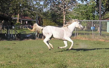 Winter cantering.jpg