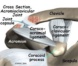 shoulder-acromioclavicular-2.jpg