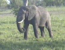 elephant4.JPG