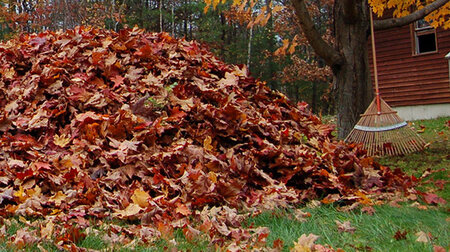 leafPile.jpg