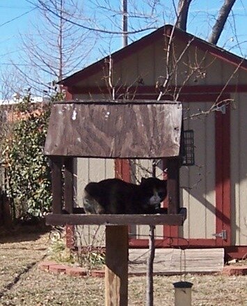 puss in feeder - Copy (3).JPG