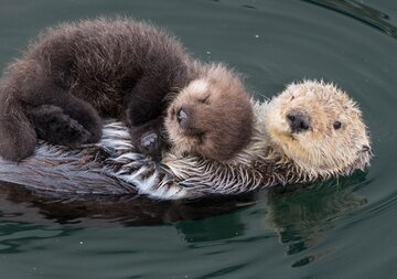 sea-otter-mother-and-newborn-notecard-18.jpg