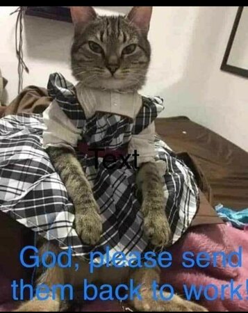 cat in dress.jpg