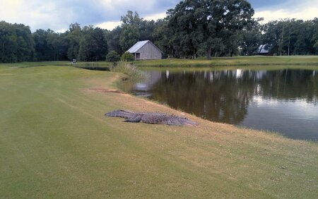 Golf Course Gator.jpg