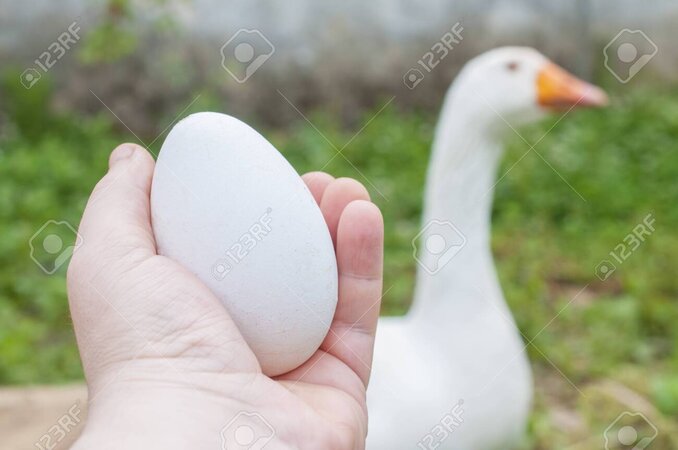 124862590-man-holds-a-big-egg-in-front-of-a-goose-a-goose-egg-is-equivalent-to-about-three-ch...jpeg