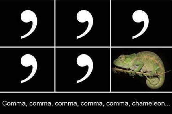 Comma_Chameleon.jpg