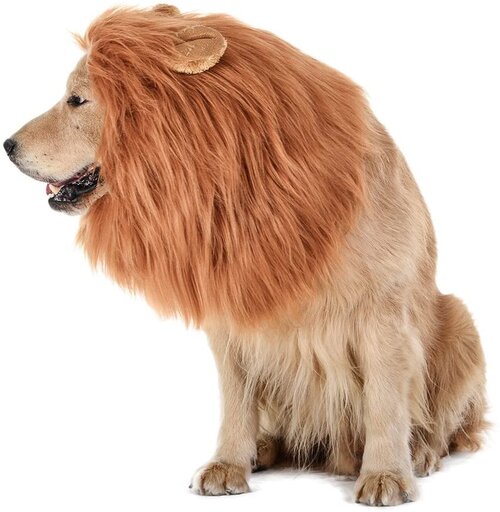 lion dog.jpg