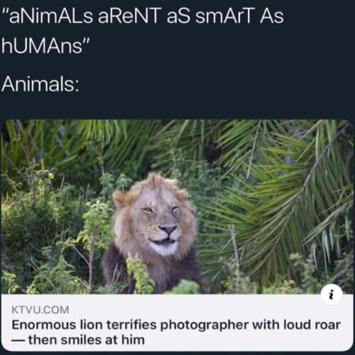 lion.jpg