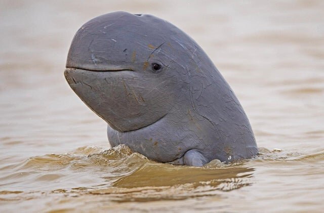 nature dolphin.jpeg