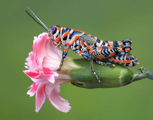 nature grasshopper.jpg