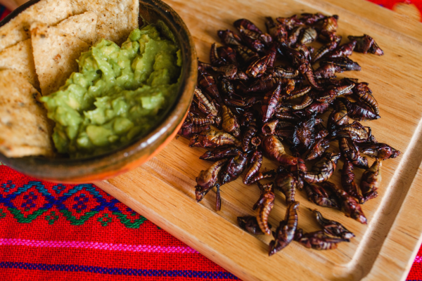 chapulines.png