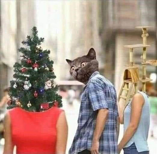 xmas cat.jpg