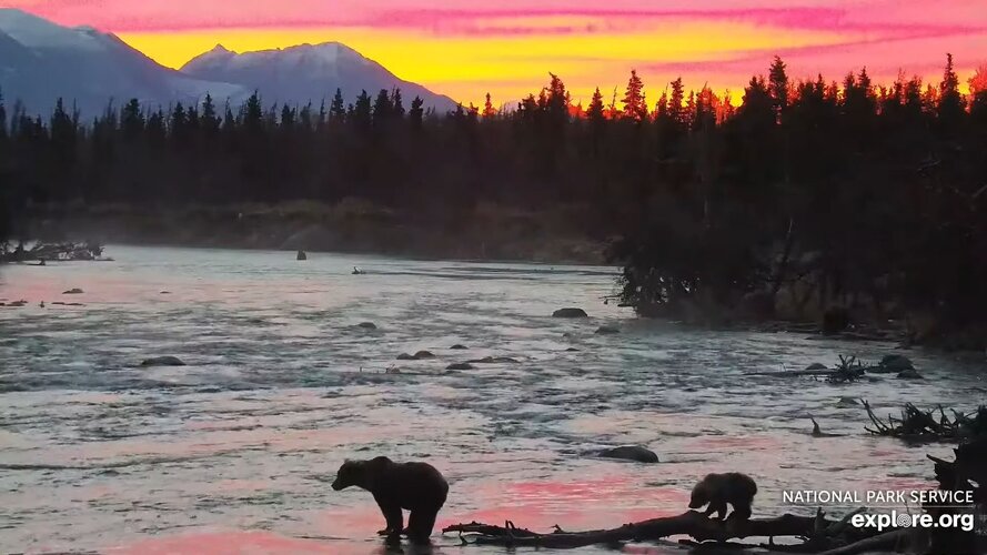 Brooks Falls - Katmai National Park, Alaska 2023 powered by EXPLORE.org - YouTube (19).jpg