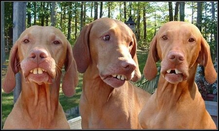 bucktooth dogs.jpg