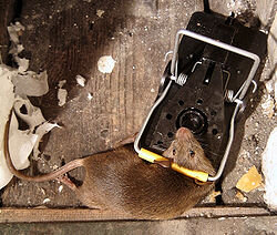 250px-Mouse_in_mousetrap.jpg