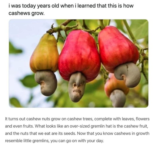 cashews.jpg