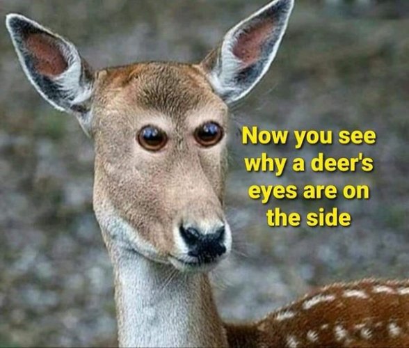 deer.jpg