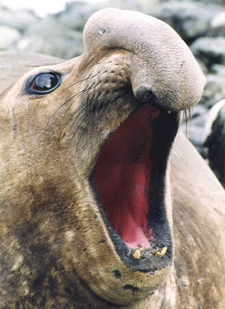 Male-Elephant-Seal.jpg