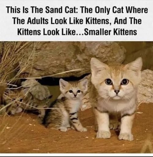 sandcat.jpg