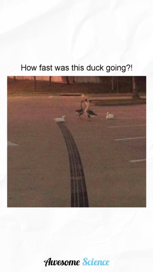 duck.jpg