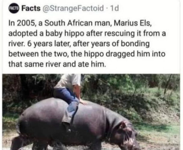 hippo.jpg