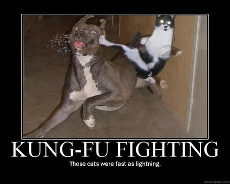 cat-kicking-a-dog-kung-fu-1.jpg