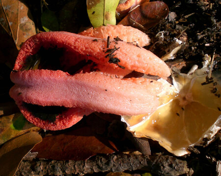 stinkhorn3.jpg