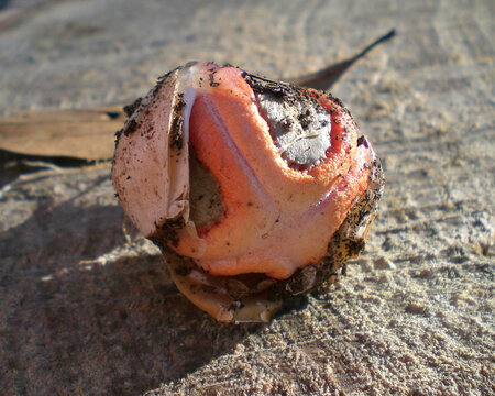 stinkhorn7.jpg