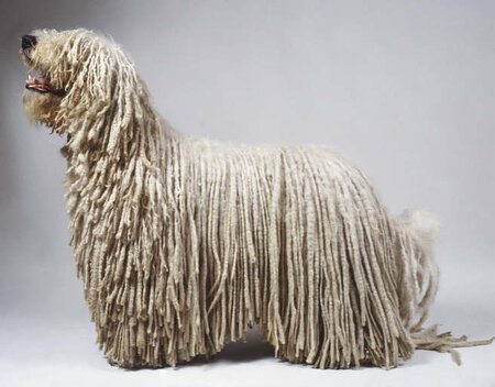 Komondor.jpg