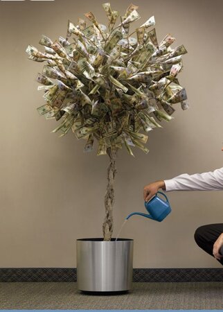 money-tree-11.jpg