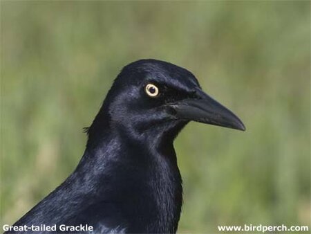 Great-tailed_Grackle-09.jpg