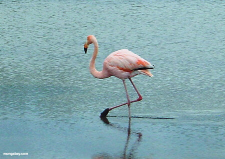 flamingo.jpg