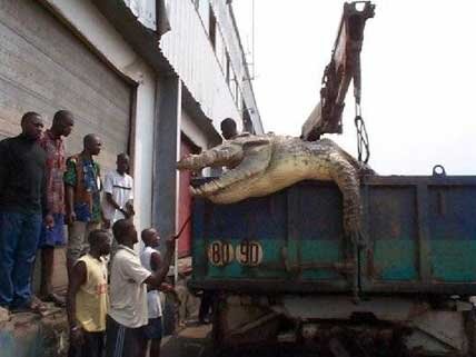 new-orleans-crocodile1.jpg