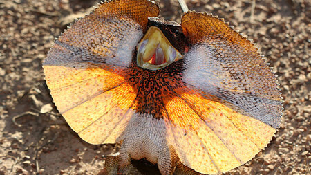 frilled-lizard-1-1.jpg