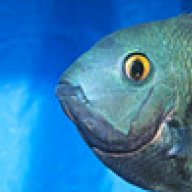 Severum