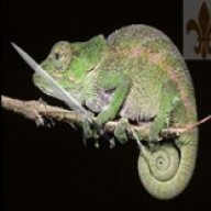 chameleonknight