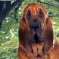 hounddog