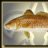 Redfish