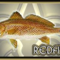 redfish.jpg