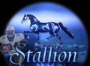 stallion - Copy.jpg