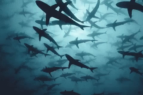 sharks-swimming.gif