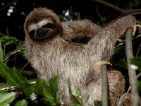 sloth.gif