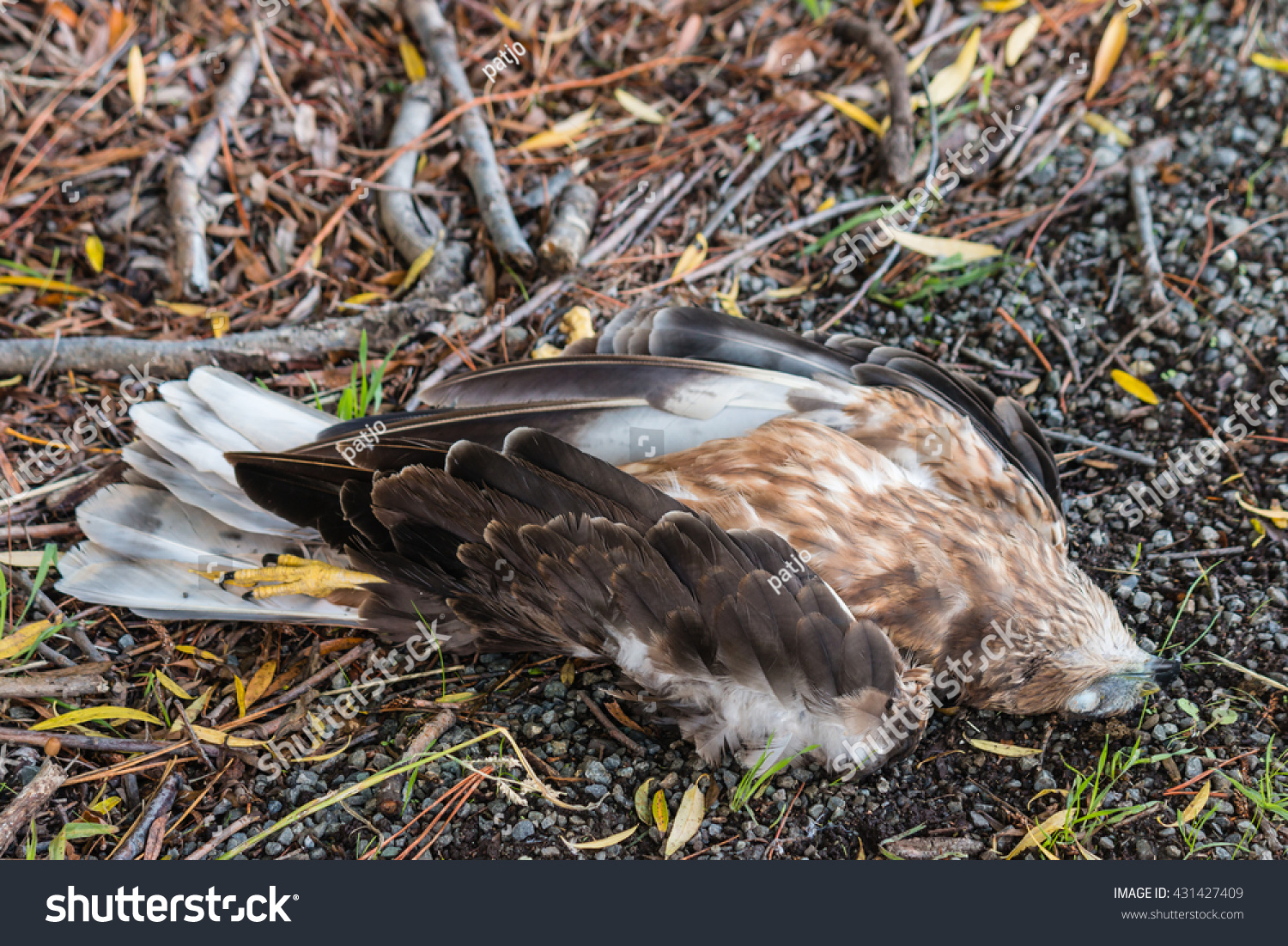 stock-photo-roadkill-dead-falcon-lying-on-roadside-431427409.jpg