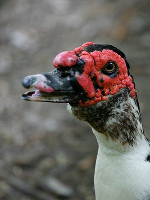 ugly-duck2.jpg