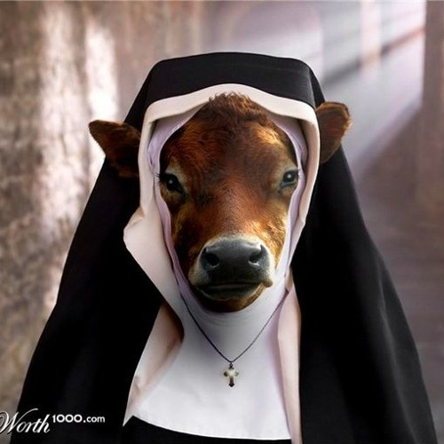 Image result for holy cow