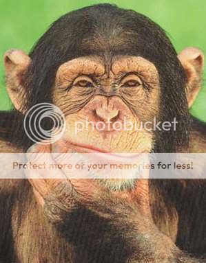 Chimpanzee_thinking_poster.jpg