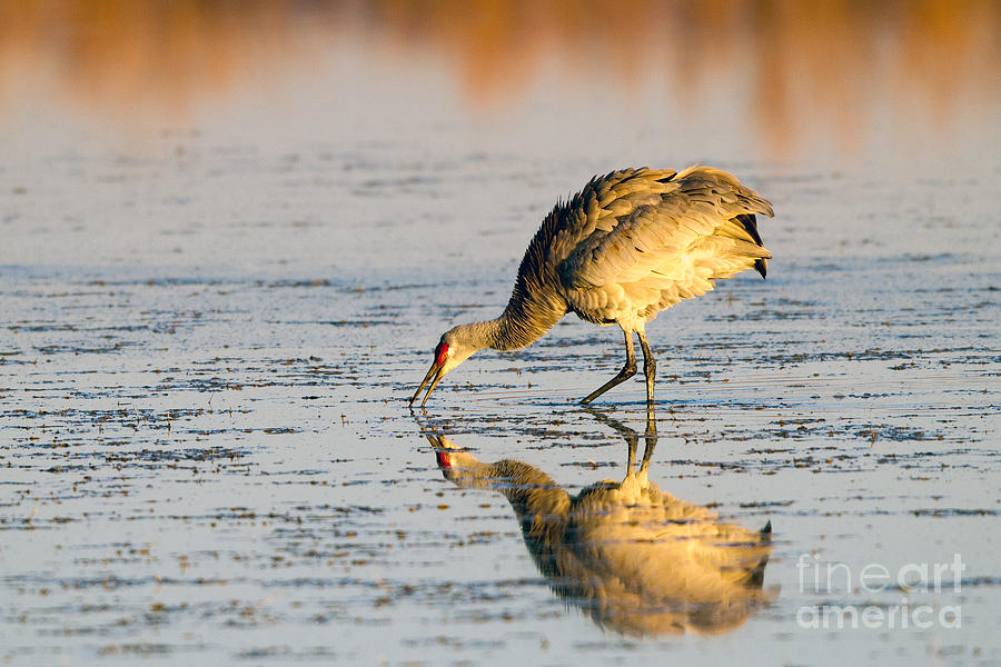 golden-crane-reflections-martha-marks.jpg