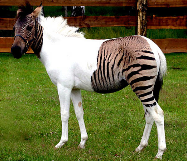 ZebraHorseEPA_600x517.jpg